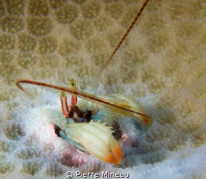 Minuscule coral hermit crab removing plankton from its fe... by Pierre Mineau 